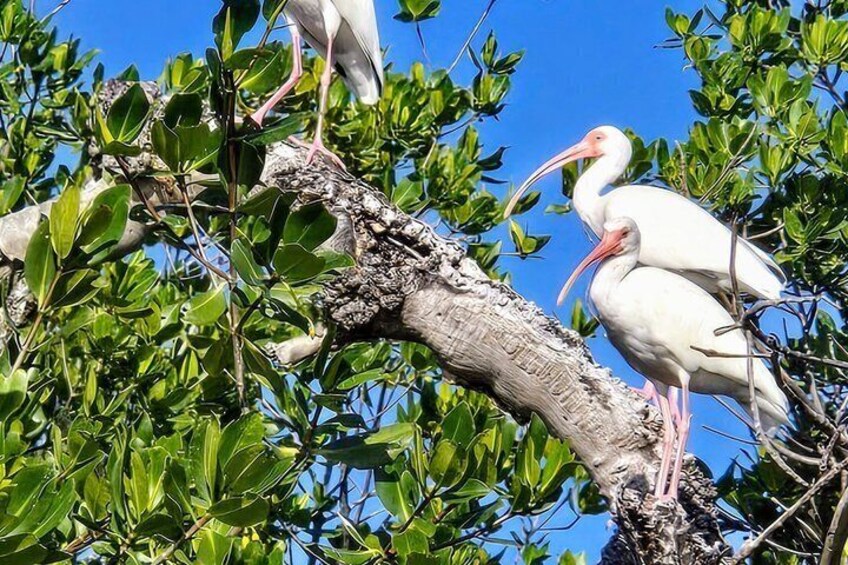 PRIVATE Guided Mangrove Eco-Tour Adventure 4