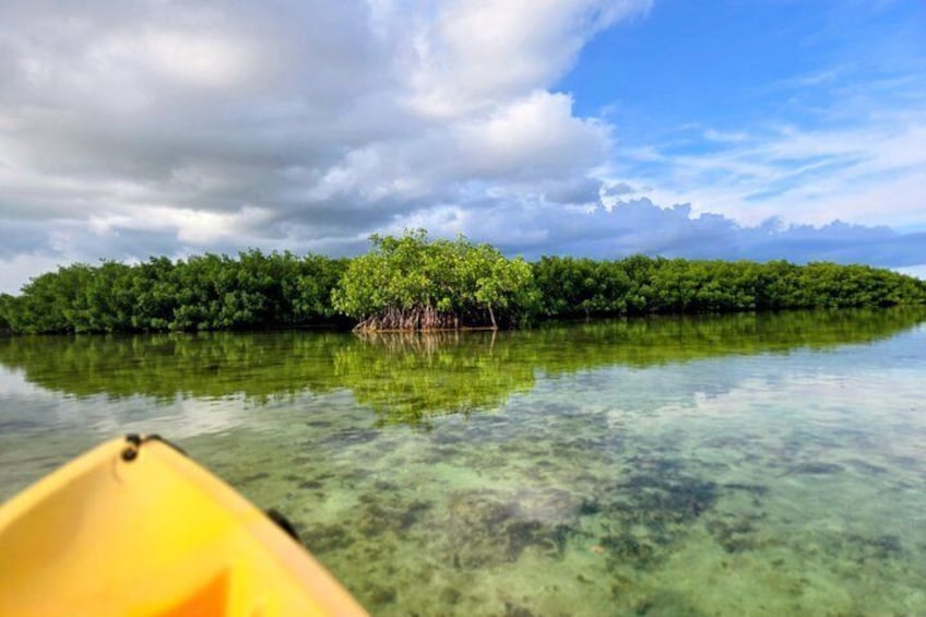 Private Guided Mangrove Eco-Tour Adventure 1