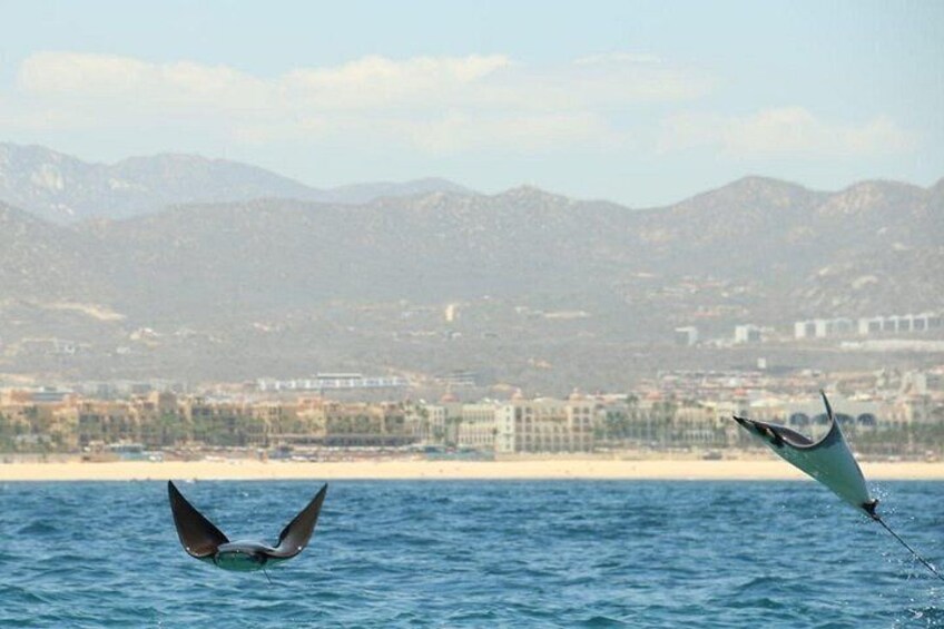 A coastal cityscape with mountains in the background and two birds flying over the water. 4