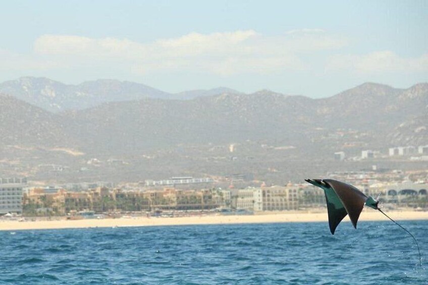 A stingray kite flying over a body of water with a beach and mountains in the background. 3