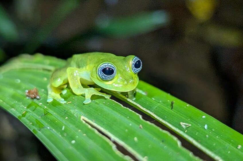 Panama Jungle: Day adventure Waterfall & Night Safari 5