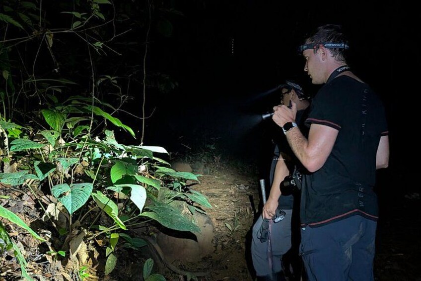 Panama Jungle: Day adventure Waterfall & Night Safari 3