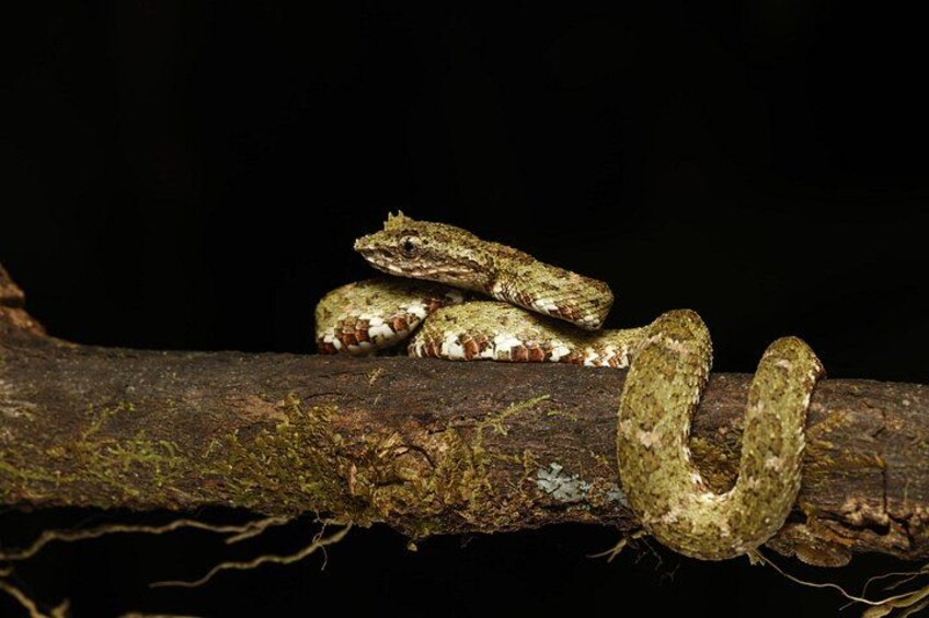 Panama Jungle: Day adventure Waterfall & Night Safari 4