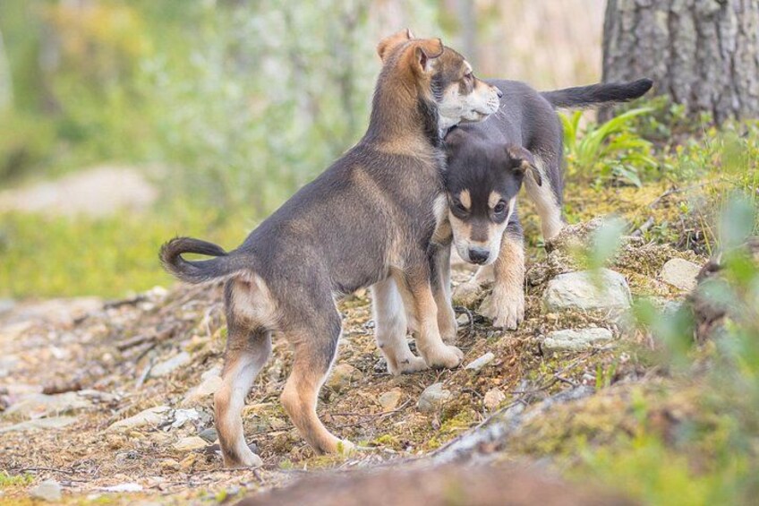 Deux chiens dans un environnement naturel, avec des arbres et des rochers. 2