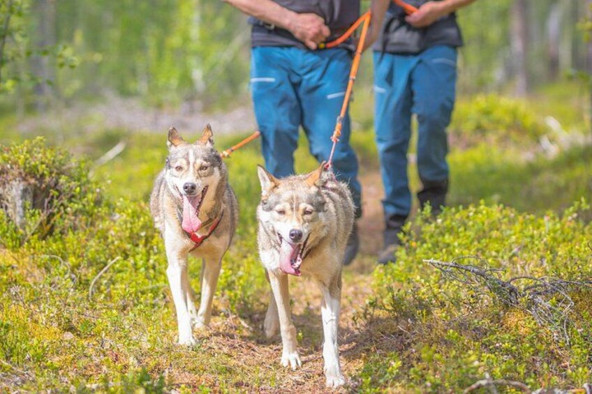 Husky hiking 1