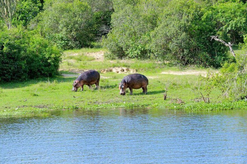 Two hippos grazing near a river in a lush green landscape. 2