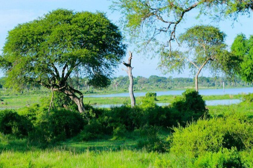 A landscape with a large tree, a smaller tree, and a body of water in the background. 5