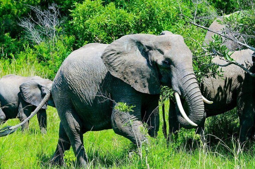 A herd of elephants in a grassy field with trees in the background. 4