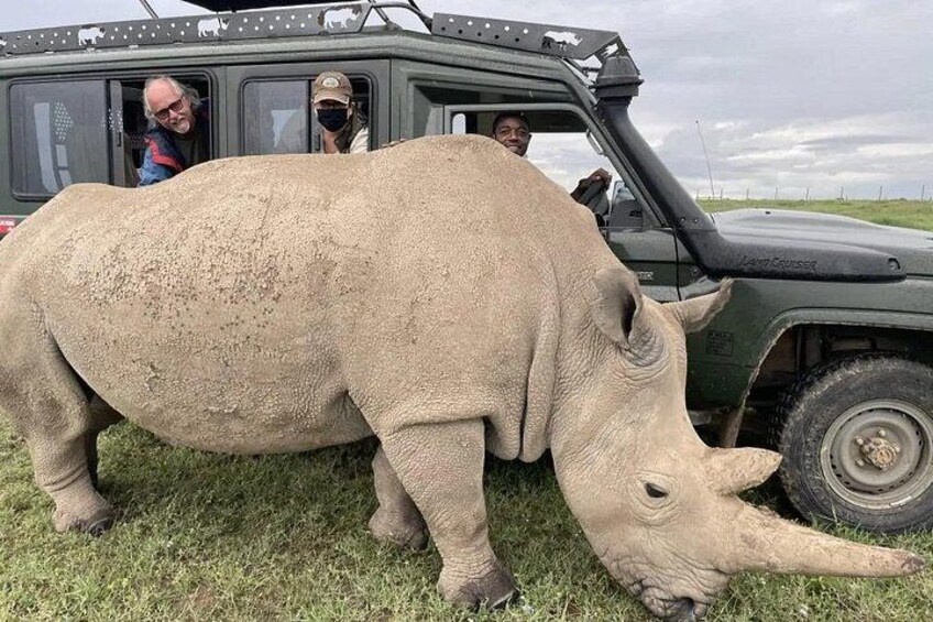 A large rhinoceros near a vehicle with people observing. 2