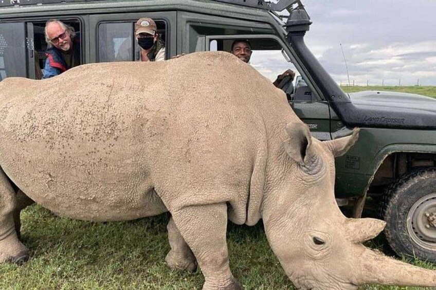 A rhinoceros near a vehicle with people observing. 4