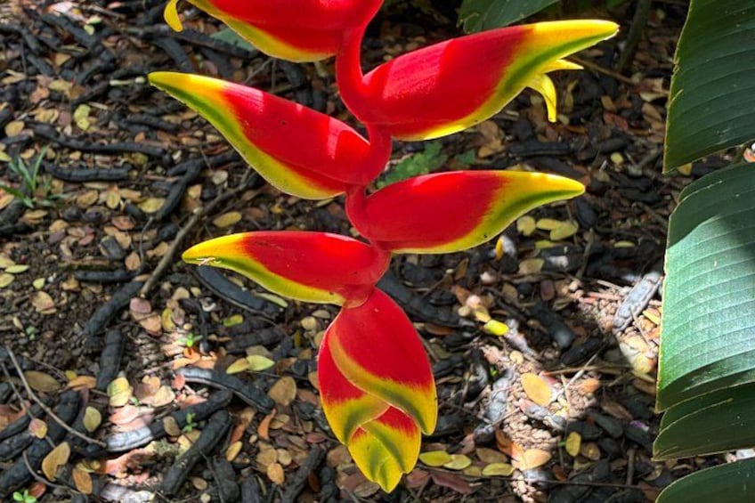 Oahu Private Tour North Shore, Waimea Falls and Dole Plantation 3