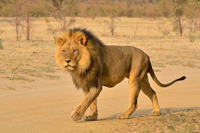 Un leone che cammina su un sentiero sterrato in un paesaggio arido e aperto. 1