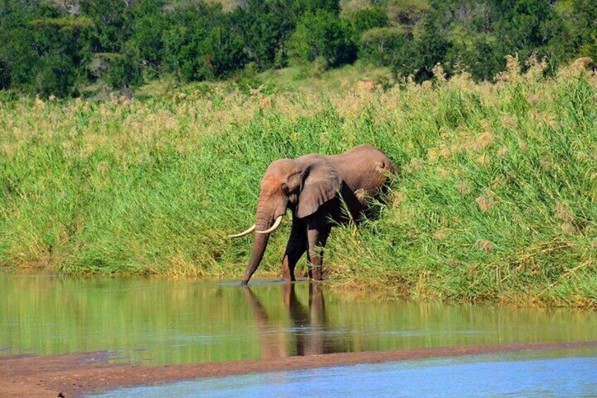 Un elefante in acque basse, con erba alta sullo sfondo. 3