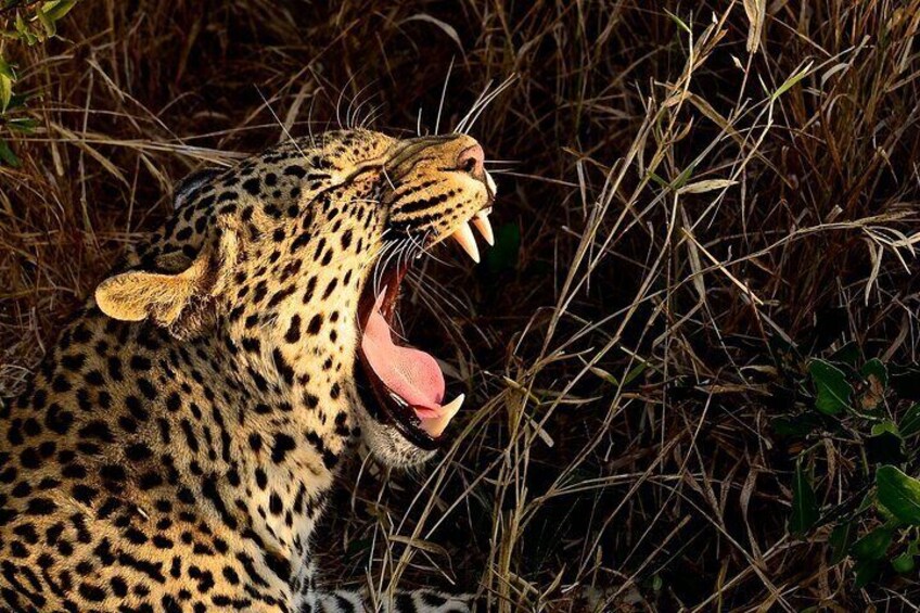 Un leopardo con la bocca aperta, circondato da erba secca e vegetazione rada. 4