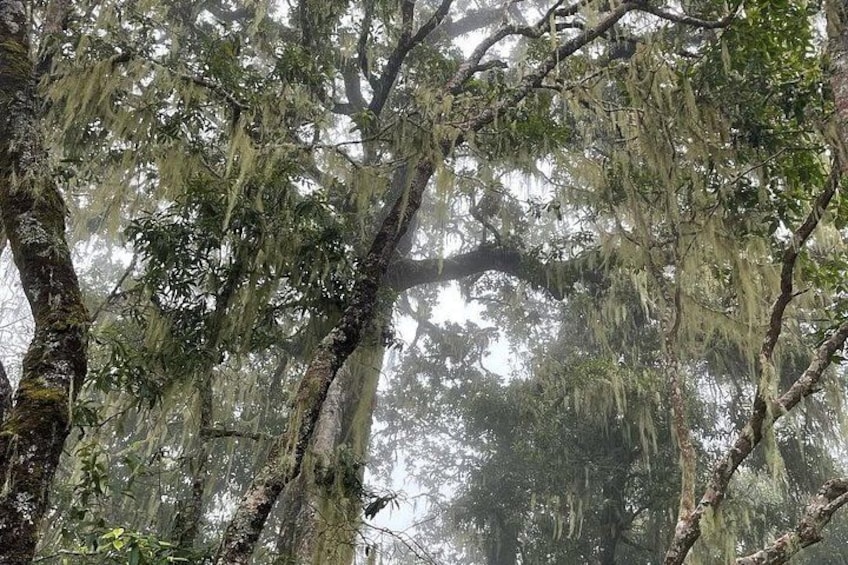 Een dicht bos met hoge bomen, bedekt met Spaanse mos. 5