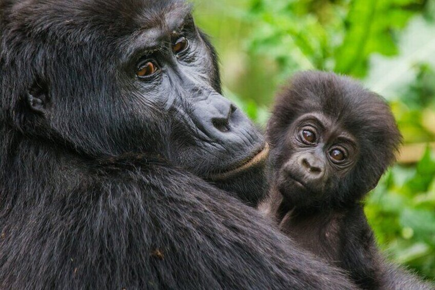 A gorilla holding a baby gorilla. 2
