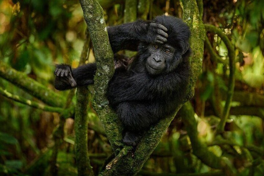 Explore Kigali's Gorilla Trek on a Private 4WD Tour 3