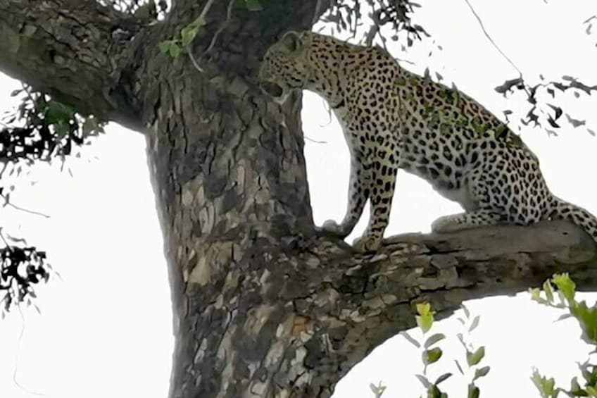 A leopard perched on a tree branch. 2
