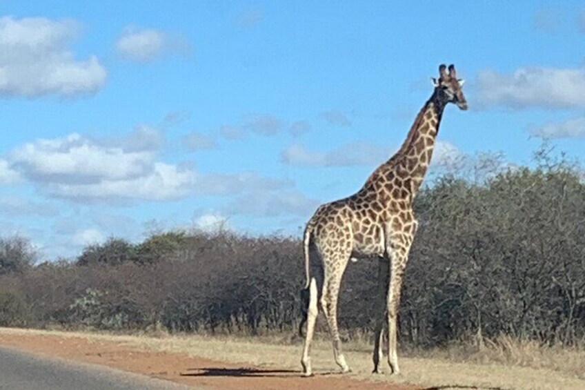 A giraffe standing on a road with dry grass and sparse trees in the background. 4