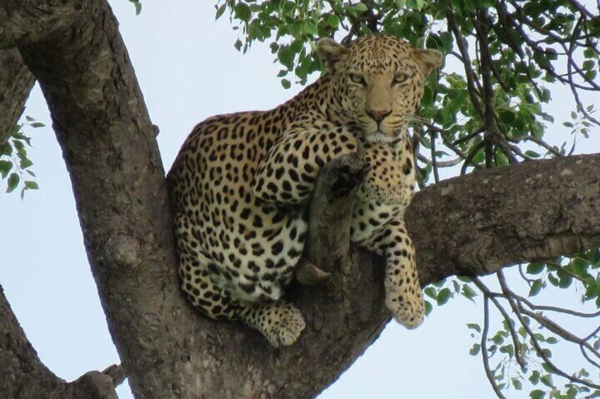 A leopard resting on a tree branch. 3
