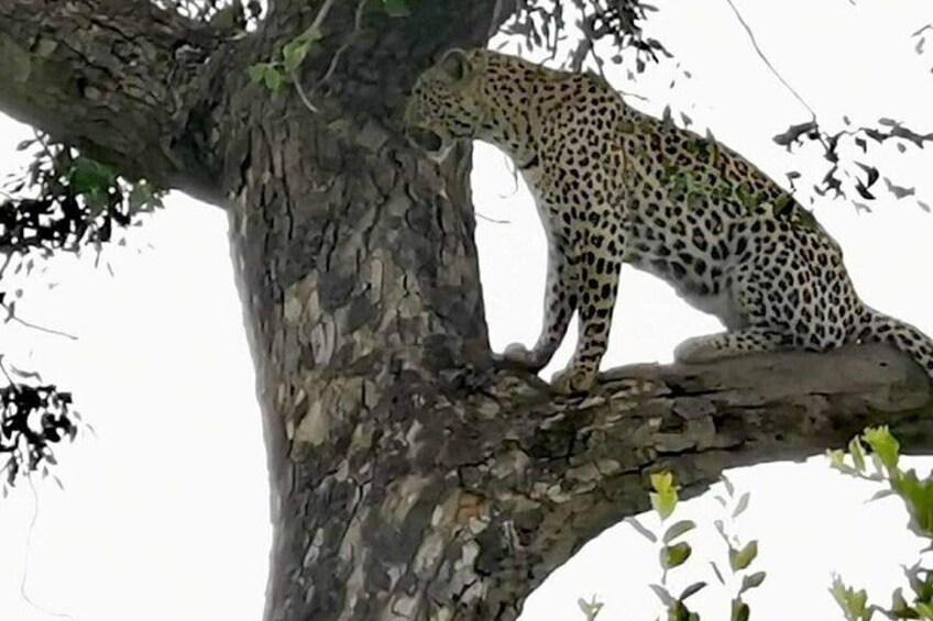 A leopard perched on a tree branch. 3