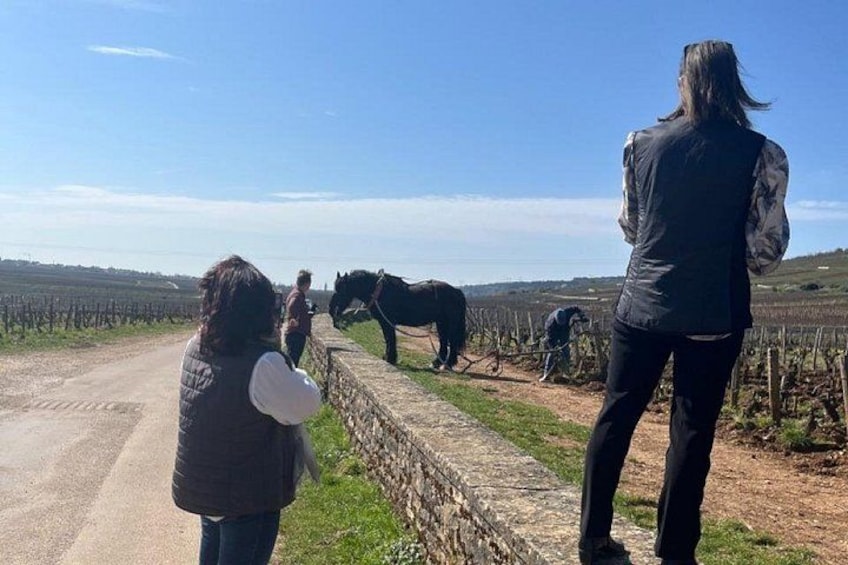 Een wijngaard met een paard en een persoon die het leidt. 4