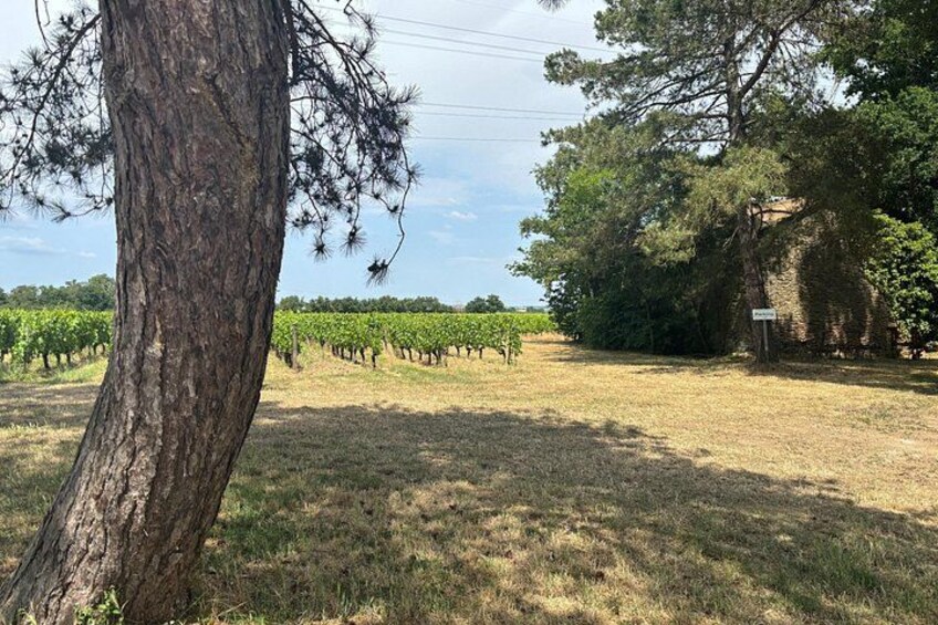 A Night in Chardonnay 1