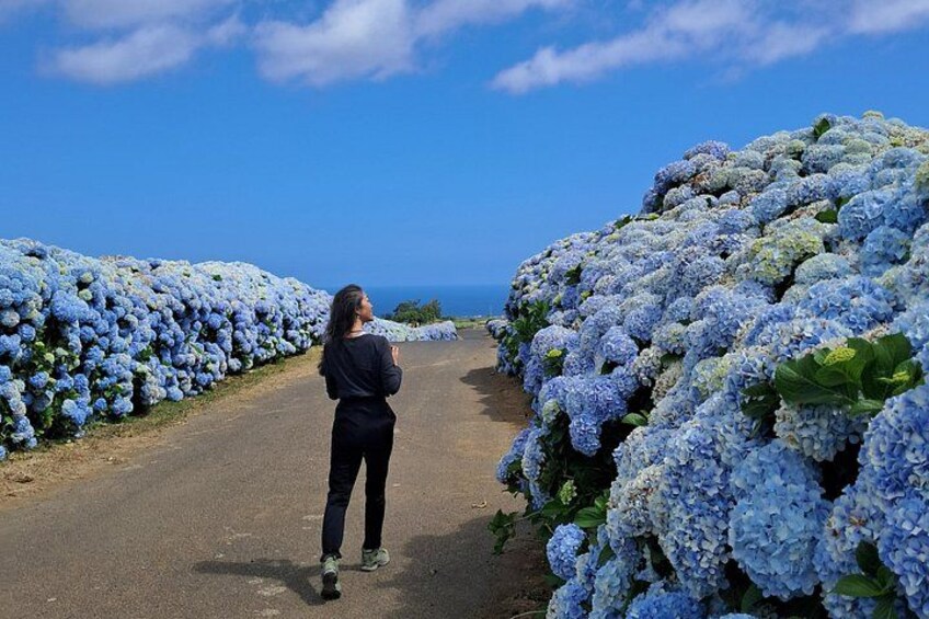 Beautiful Hydrangeas 4