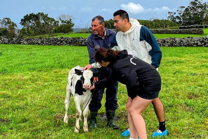 A group of people interacting with a cow in a grassy field. 4