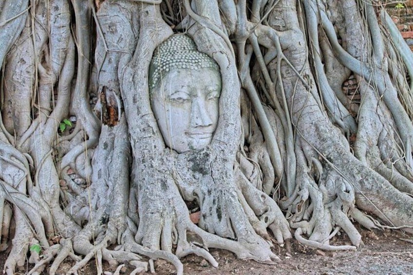 Une statue de Bouddha, partiellement dissimulée par les racines d’un arbre. 2