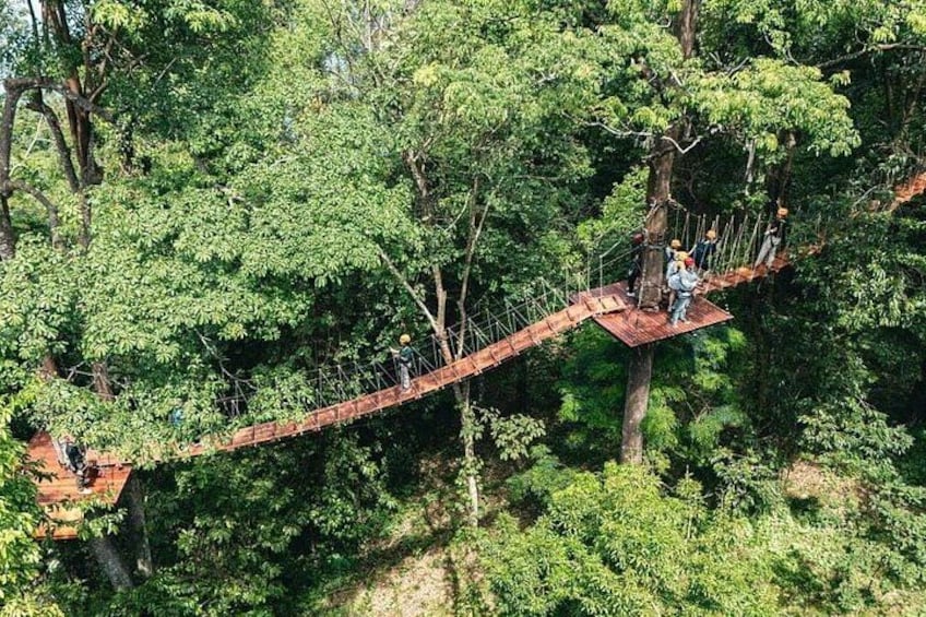A suspended bridge in a forest. 4