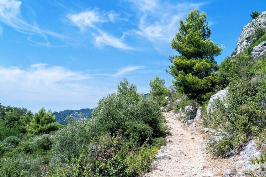 A dirt path surrounded by dense shrubbery and a pine tree. 3