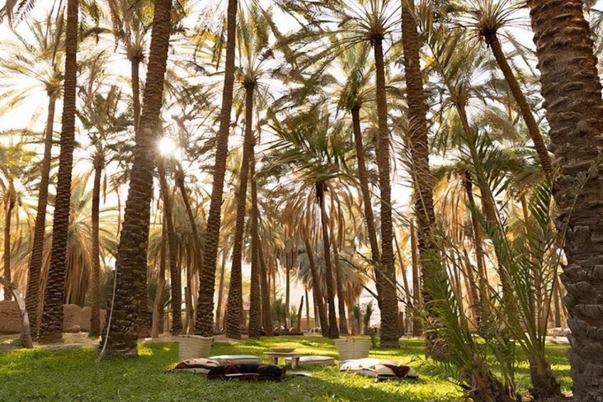 A garden with tall palm trees and a stone bench. 5