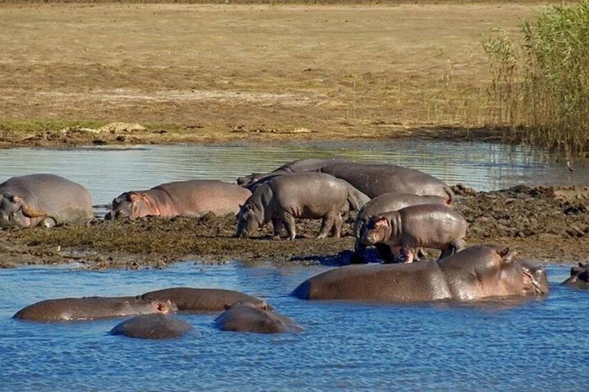 A group of hippos in a water body with a dry land area in the background. 5