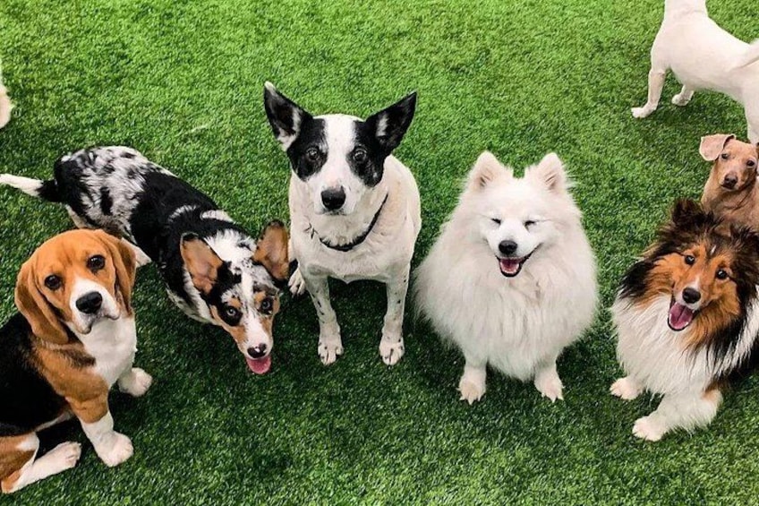 Petfinity Indoor Dog Park in Calgary 2