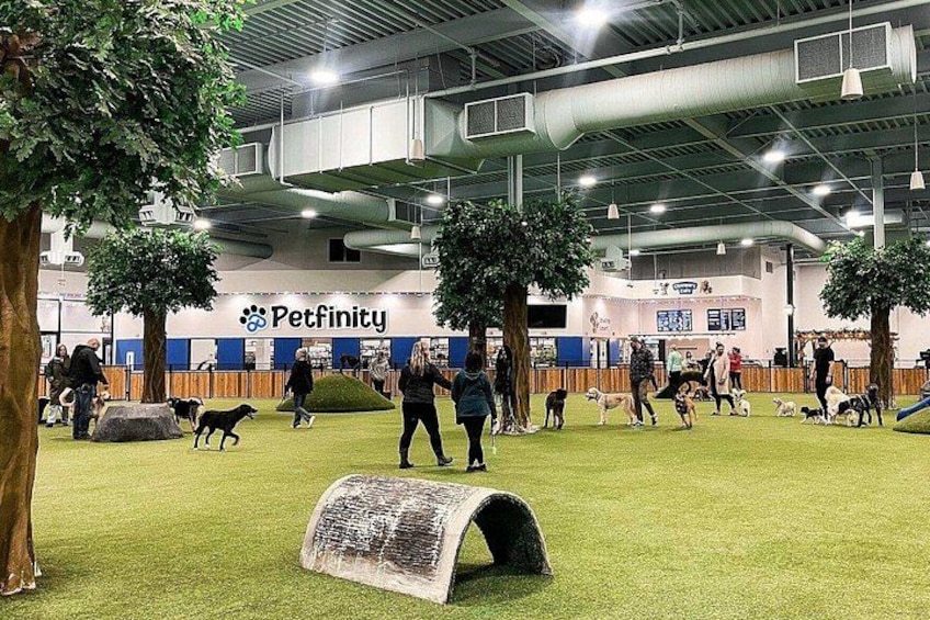 Petfinity Indoor Dog Park in Calgary 1