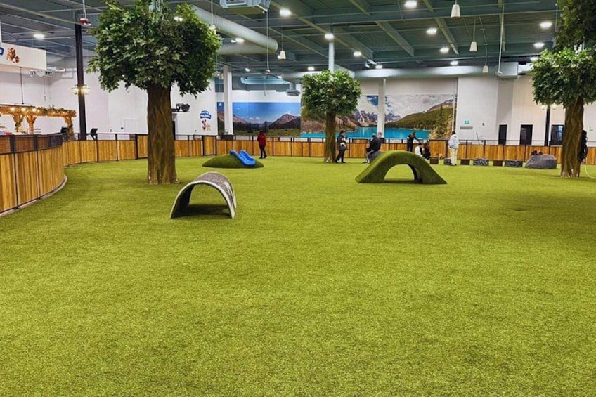 Petfinity Indoor Dog Park in Calgary 3