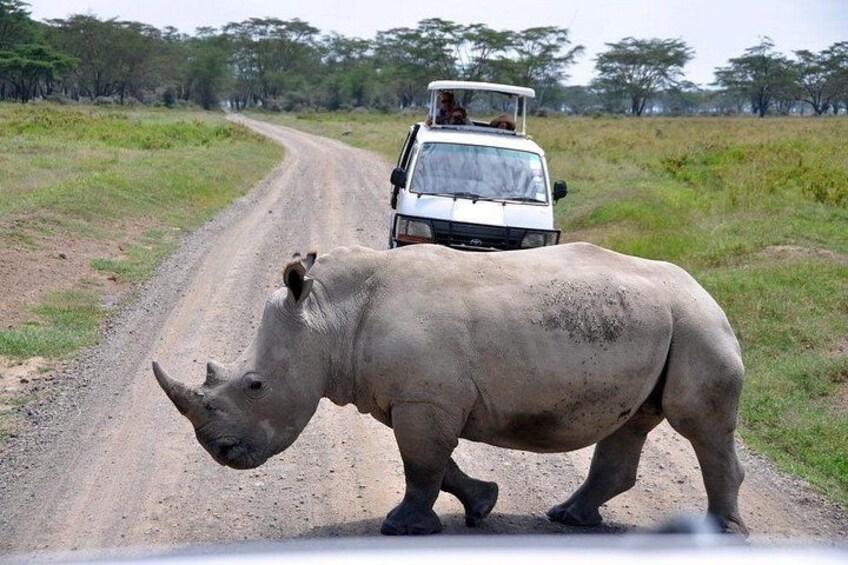 Un rinoceronte cruzando un camino de tierra, con un vehículo al fondo. 4