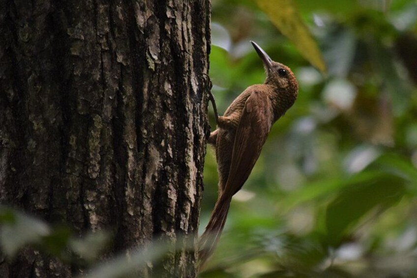 Un pájaro posado sobre un tronco de árbol. 1