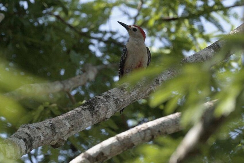 Un pájaro posado en una rama de árbol. 5