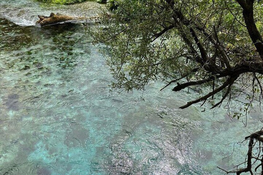 A clear stream with a fallen tree branch in the water. 2