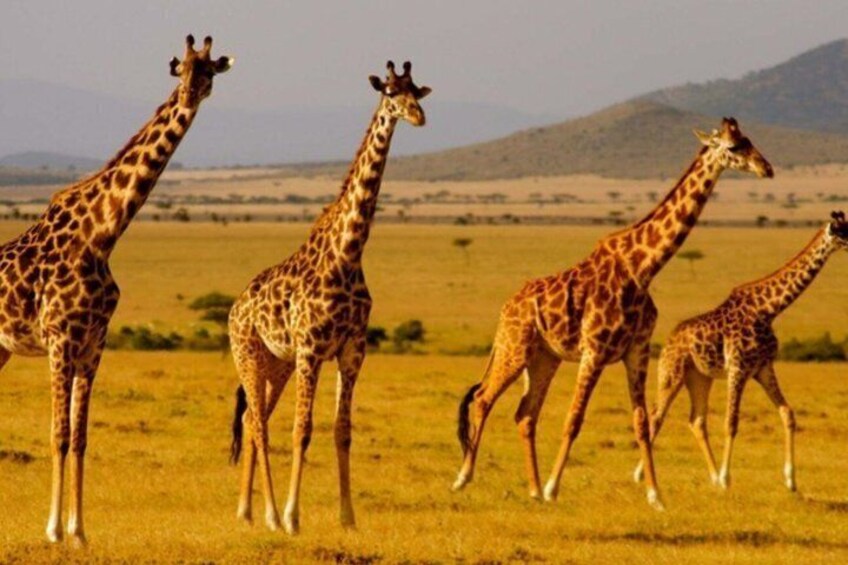 A group of giraffes in a grassy field with a mountain in the background. 3