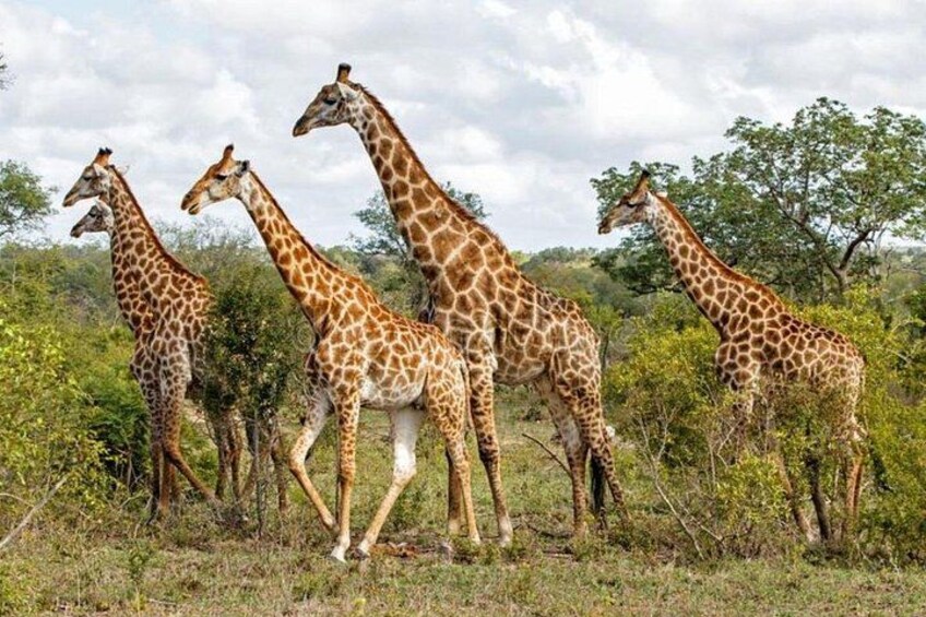 A group of giraffes walking in a grassy area with trees in the background. 3