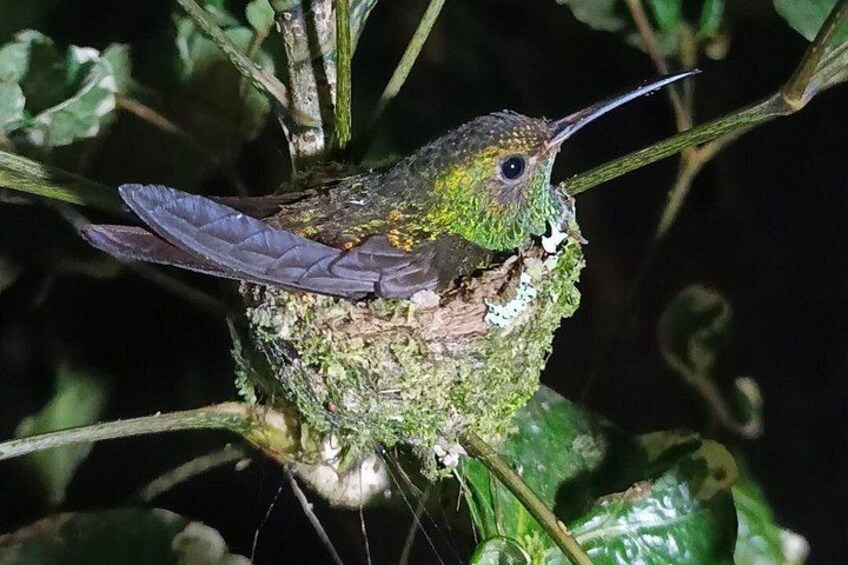 Hummingbird at our night walk. 4