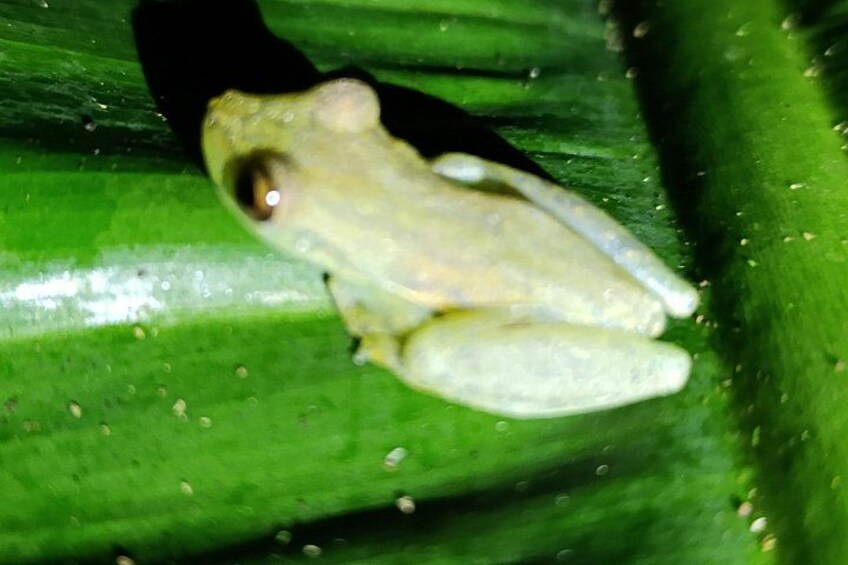 Mystical Nights in Tortuguero 3