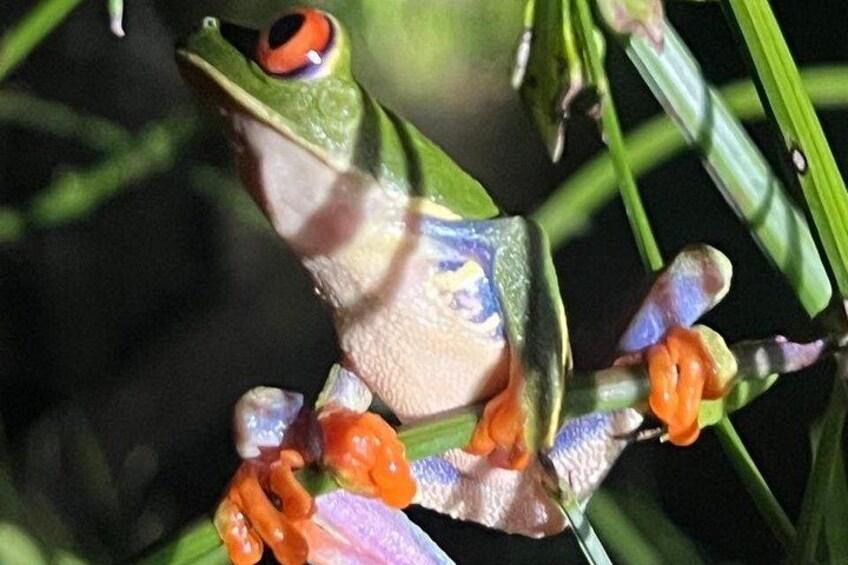 Red eye tree frog at our nightwalk. 5