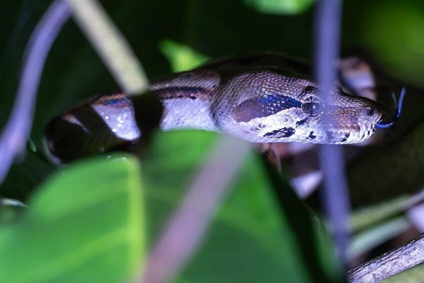 Boa constrictor during the night tour 2