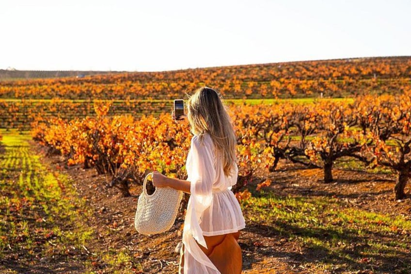Una persona fotografiando un viñedo con hileras de vides. 1