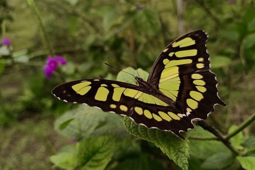 Ein Schmetterling mit gelb-schwarzen Flügeln ruht auf einem grünen Blatt. 2