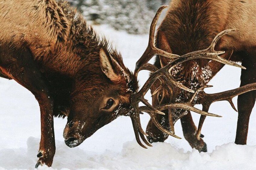 Two elk with antlers in a snowy landscape. 2